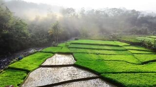 Video Background of Natural Views of Rice Fields
