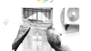 Cat video