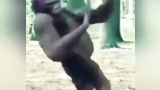 TikTok Vedio 333