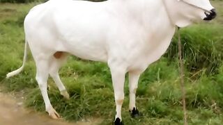 TikTok Vedio 352