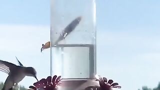 Fucking insane that a praying mantis can take out a hummingbird. Insane.