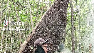 Mencari madu lebah di hutan
