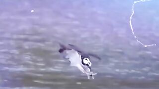 Bird hunt 2 fish