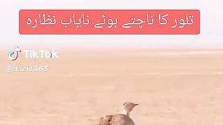 Beautiful bird ???? dance
