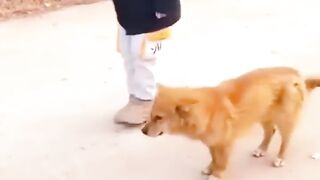 Kids dance with dog