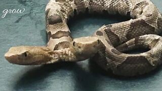 Two-headed snake