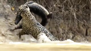 Tiger eats crocodile