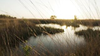 Lake surrounded by dry grass in the savanna - adalinetv