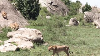 Lions Pride (Death Fight)