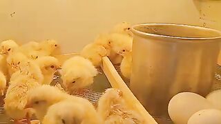 Choozay ll chicken