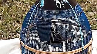 The cage ll. Bird caged