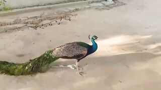 Green punk