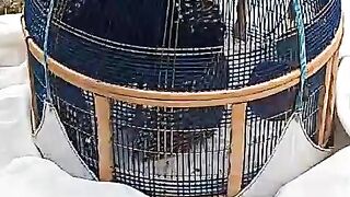 Thread