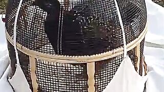 This was a bird