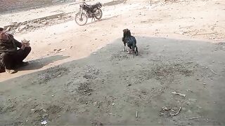 Very bad ll bad ll bad ll sin