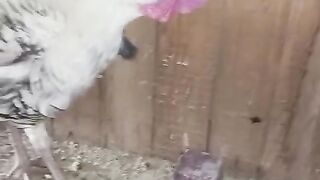 The wall