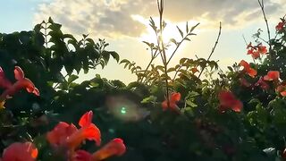 Beautiful aesthetic nature