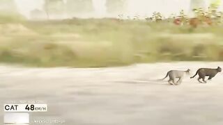 animal speed
