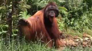 #volunteer #SaveOrangutans #JoinUs #BookToday