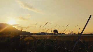 Cinematic rice field sunset