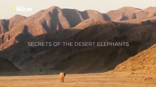 Dans le monde des éléphants :Un documentaire en  français fascinant