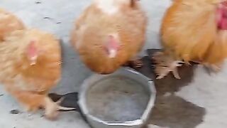 Chicken spotted ll beautiful