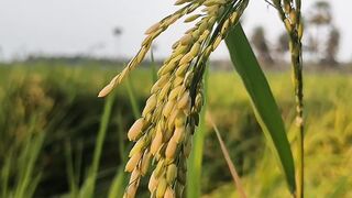 ????Rice