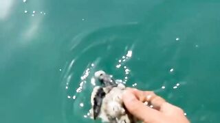 Save turtle