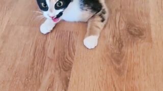 Cat ATTACK
