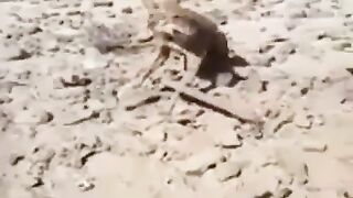 قاهر العرب الدأب