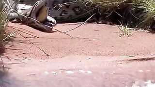 Feeding snake