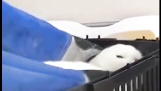 Actually I'm single AF but I love dramatic cats.