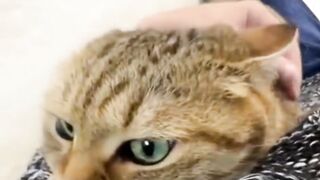 Cat, Turbo Gadser