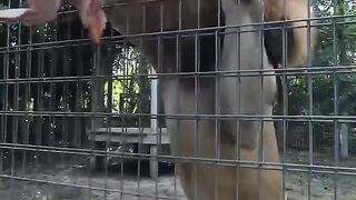 Lion gets THANKSGIVING TURKEY!!! #hungry #lion #thanksgiving