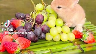 Rabbit like fruits