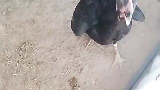 Chicks and Hen