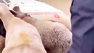 The animal is so cute ???????? Daily life of a couple