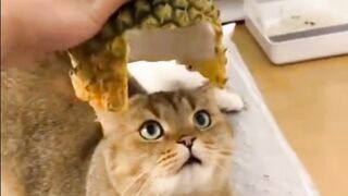 Pineapple Cat