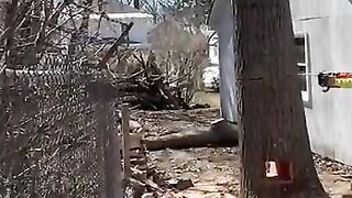 Perfectly cut tree