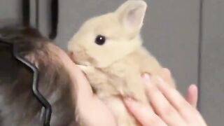 beloved rabbit