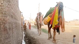 The Camels