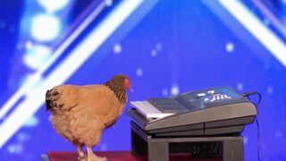 Unbelievable Animals Take Over The AGT Stage - America's Got Talent