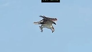 Eagle hunting