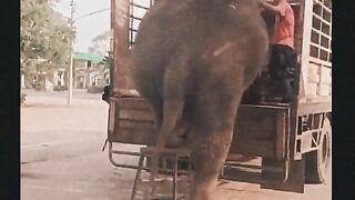 Greater elephant work, really wise loving animal