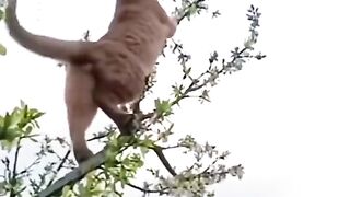 Cat Vs mouse