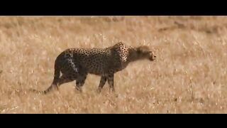 CHEETAH, THE FASTEST HUNTER. CHEETAH ATTACKS CAUGHT ON CAMERA