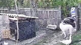 That dog is an entertainer...