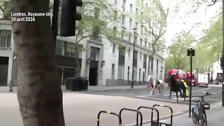 Londres  des chevaux s’échappent et sèment la pagaille en plein centre-ville