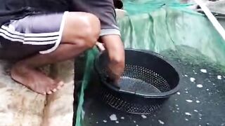 Manfaat SORTIR ikan lele yang jarang diketahui