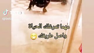 مقلب